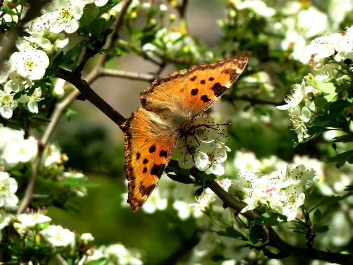 Farfalle della Val Nerina (e dintorni)